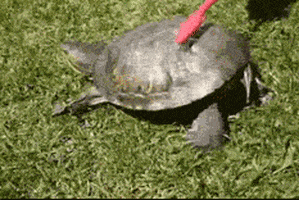 Turtle Brushing GIF