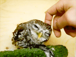 owls