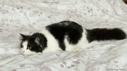 Cat Loop GIF by sheepfilms - Find & Share on GIPHY
