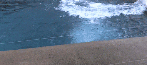 Polar Bear Swimming GIF