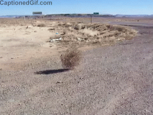 Image result for tumbleweed gif"