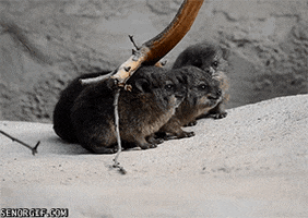 Hyrax GIFs - Find & Share on GIPHY