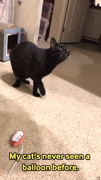 Angry-cat-2gif GIFs - Get the best GIF on GIPHY