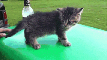 Video gif. Standing on top of a green surface next to a Mike's Hard Lemonade bottle, a gray kitten flops forward over its front legs and falls to its side.
