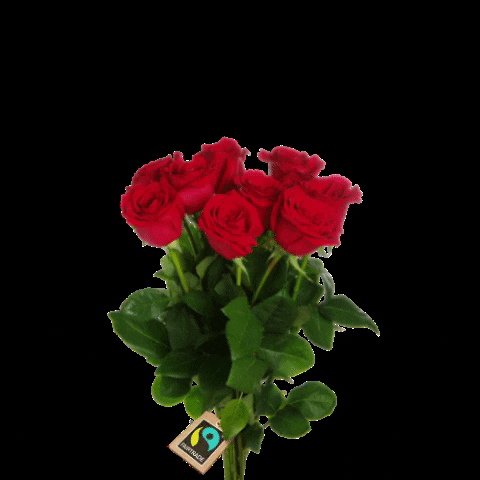Flowers Rose GIF by Fairtrade-maerket Denmark