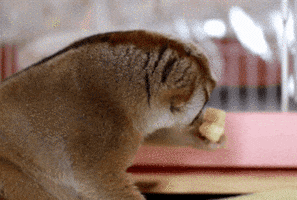 Wildlife gif. A slow loris takes tiny bites out of a banana slice and sits up and grabs the finger of a human who reaches in.