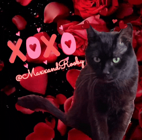 Black Cat Hearts GIF