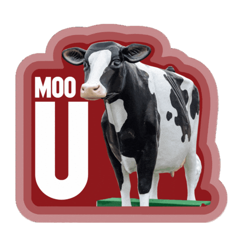 Cow Agriculture Sticker by UW-River Falls