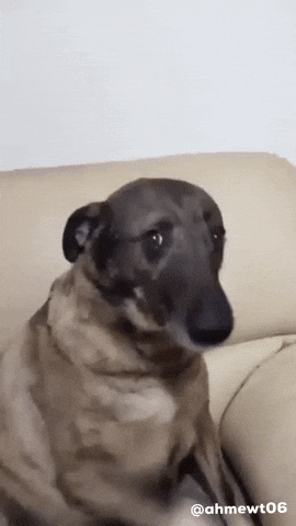 Gariban Köpek GIF