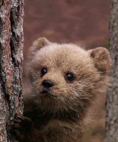 brown bear wildlife GIF