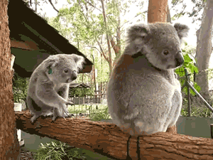 Resultado de imagen para gif koala
