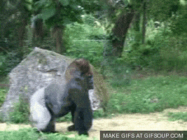 run gorilla GIF