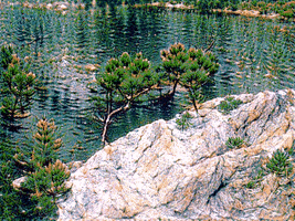 Pinus Contorta GIF by Justin