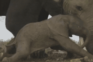 elephant GIF