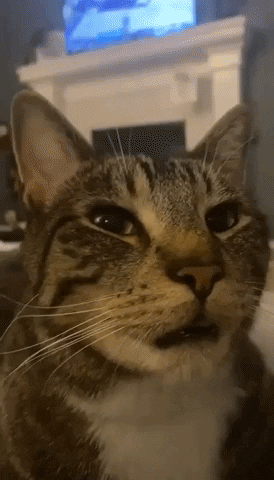 Cats Funny Animals GIF by Storyful