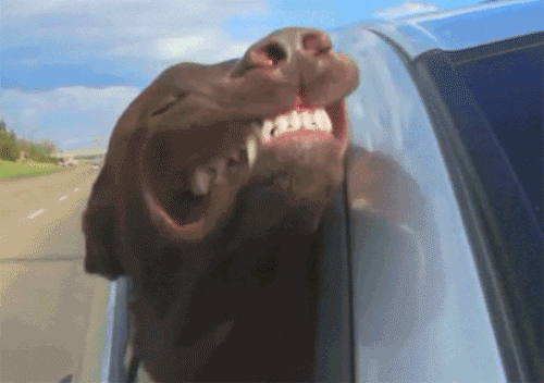 Image result for video of dog with head out the window gif