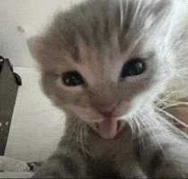 Cat GIF