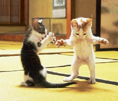 dancing cat gif
