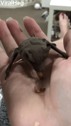 Microbat Munches On A Mealworm GIF by ViralHog