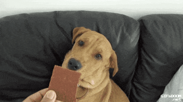 Fat Dog GIFs - Find & Share on GIPHY