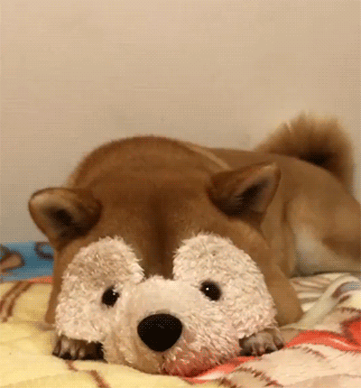 Video gif. A shiba inu dog lies on a bed facing us. It has its head down behind a teddy bear mask. The dog picks its head up, coming out from behind the mask and looks at us.