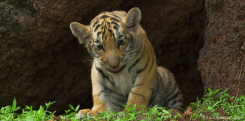 Tiger Uppercut GIFs - Get the best GIF on GIPHY