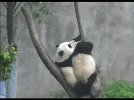 panda climbing GIF