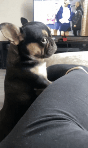 Sideye Frenchie GIF