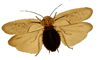 Fly Polilla Sticker by babywild