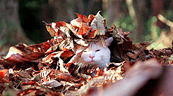 Autumn Leaves Cat GIF