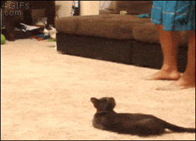 kitty jump on dog video