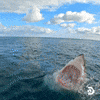 What is the best home page layout?