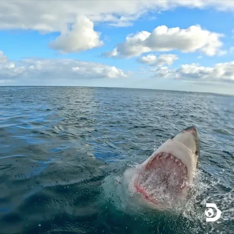 Great White Shark Water GIF