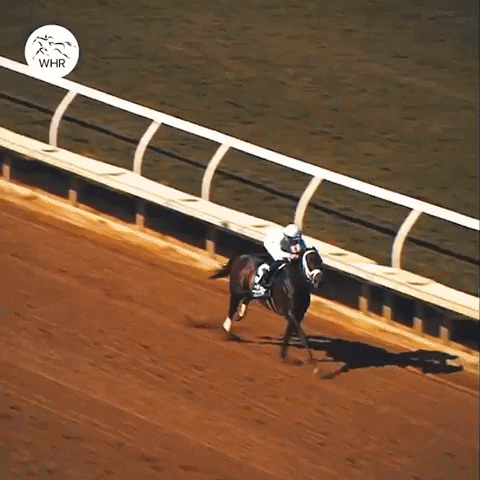 Sport Champion GIF by World Horse Racing
