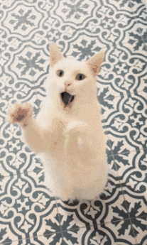 Boytheflipcat GIF