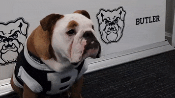 Happy Hi 5 GIF by Butler University