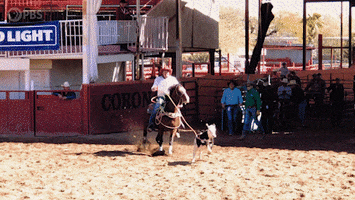 Horse Rodeo GIF by PBS Digital Studios