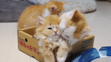 kittens hugs and kisses GIF