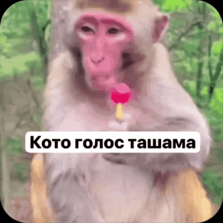 Monkey GIF
