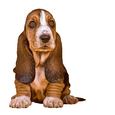 Petsfluence Sticker