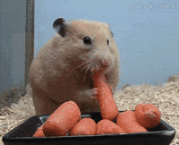 gif images of animals