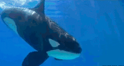 whale killer GIF