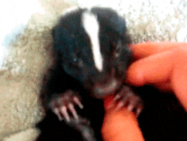skunk grabbing GIF