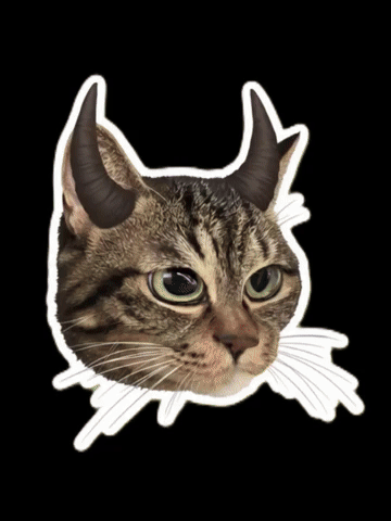 고양이 Angry Cat GIF