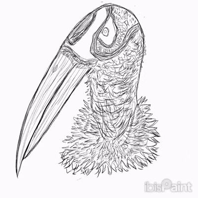 Ibist Ornithology Artanddesaign GIF