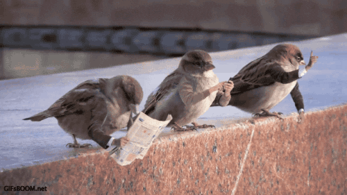 Des oiseaux au travail