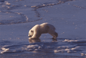 so proud of this one polar bear cubs are really cute GIF by hoppip