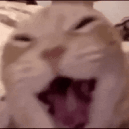 Cat GIF
