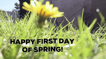 Flower Spring GIF by JC Property Professionals