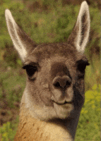 llama eating GIF by Head Like an Orange